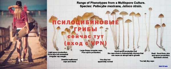 PSILOCYBIN Абдулино